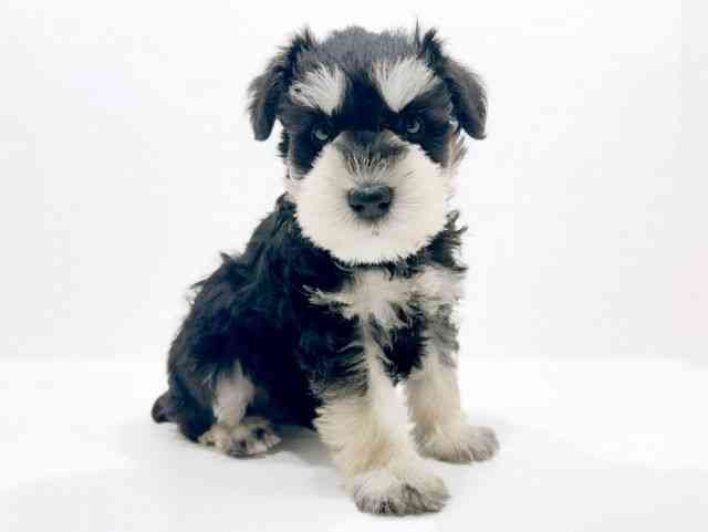 広島県のミニチュアシュナウザー (ひごペットフレンドリーフジグラン神辺店/2025年10月19日生まれ/男の子/ブラックシルバー)の子犬の2枚目の画像