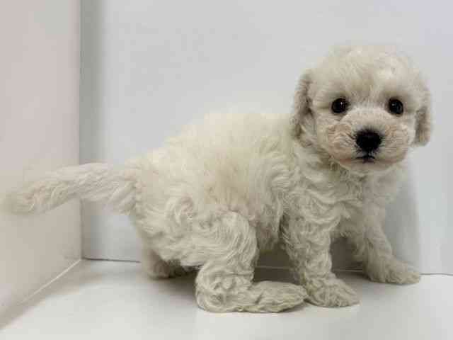 大阪府のビションフリーゼ (ひごペットフレンドリーベルファⅡ都島店/2025年10月20日生まれ/男の子/ホワイト)の子犬の2枚目の画像