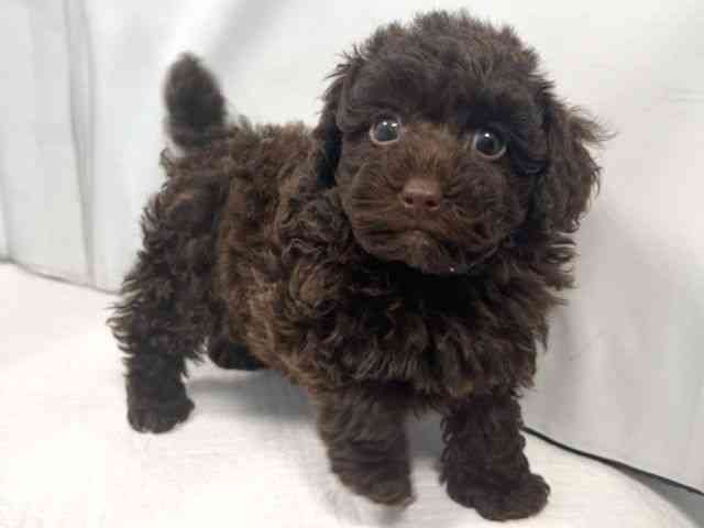 大阪府のトイプードル(トイ) (ひごペットフレンドリー堺プラットプラット店/2025年10月21日生まれ/女の子/ブラウン)の子犬の2枚目の画像