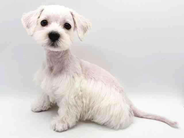 奈良県のシュナマル/マルシュナ(シュナウザー×マルチーズ) (ひごペットフレンドリー田原本店/2025年10月20日生まれ/女の子/ホワイト)の子犬の2枚目の画像