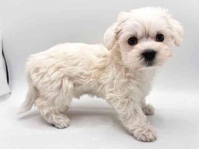 奈良県のシュナマル/マルシュナ(シュナウザー×マルチーズ) (ひごペットフレンドリー田原本店/2025年10月20日生まれ/女の子/ホワイト)の子犬の2枚目の画像