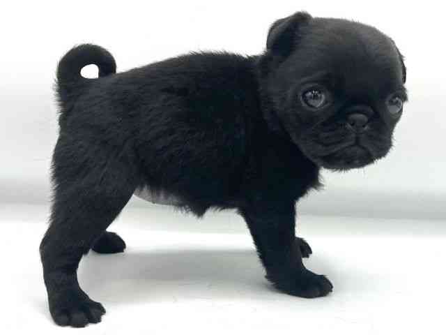 大阪府のパグ (ひごペットフレンドリーららぽーとEXPOCITY店/2025年10月20日生まれ/女の子/ブラック)の子犬の2枚目の画像