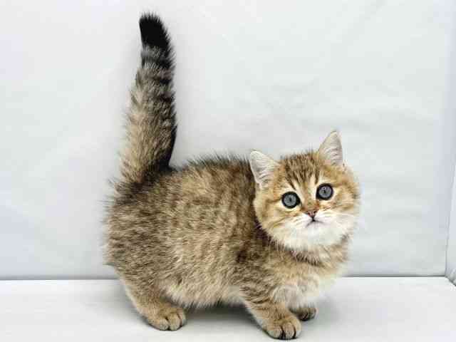 大阪府のミヌエット (ひごペットフレンドリーイトーヨーカドー津久野店/2025年10月15日生まれ/男の子/ゴールデン)の子猫の2枚目の画像