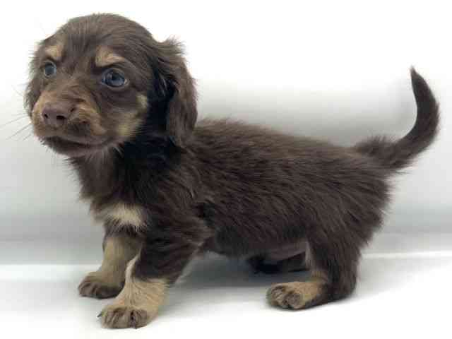 大阪府のミニチュアダックスフンド(ロング) (ひごペットフレンドリーららぽーとEXPOCITY店/2025年10月20日生まれ/男の子/チョコレートタン)の子犬の2枚目の画像