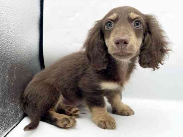 奈良県のミニチュアダックスフンド(ロング) (ひごペットフレンドリートナリエ大和高田店/2025年10月20日生まれ/男の子/チョコレートタン)の子犬の2枚目の画像