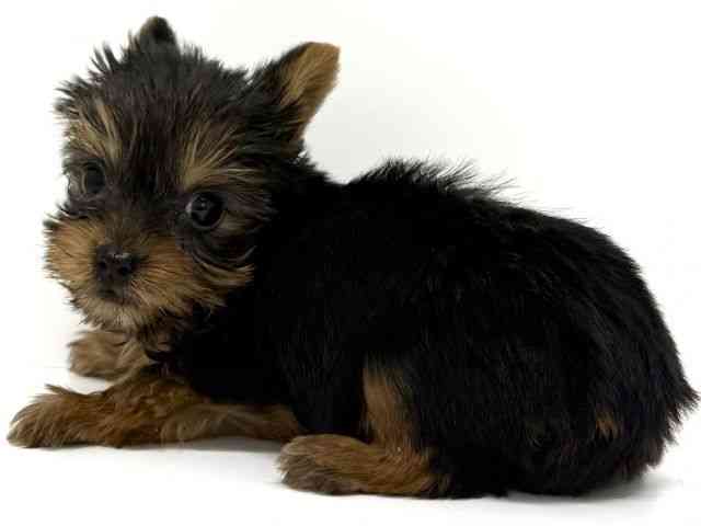 大阪府のヨークシャーテリア (ひごペットフレンドリーくずはモール店/2025年10月20日生まれ/男の子/スチールブルータン)の子犬の2枚目の画像