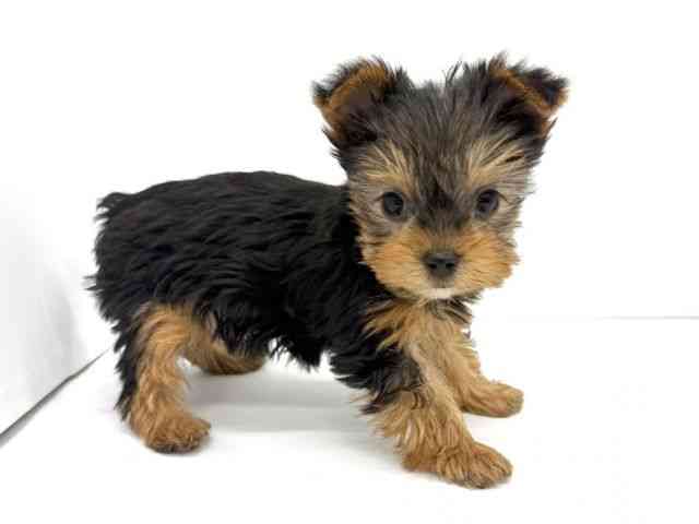 大阪府のヨークシャーテリア (ひごペットフレンドリーイオンタウン茨木太田店/2025年10月20日生まれ/女の子/スチールブルータン)の子犬の2枚目の画像