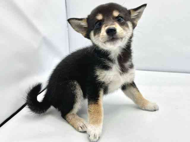 大阪府の柴犬(標準サイズ) (ひごペットフレンドリーイトーヨーカドー津久野店/2025年10月19日生まれ/女の子/黒)の子犬の2枚目の画像