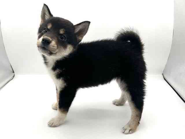 京都府の柴犬(標準サイズ) (ひごペットフレンドリーイオンモール高の原店/2025年10月19日生まれ/女の子/黒)の子犬の2枚目の画像