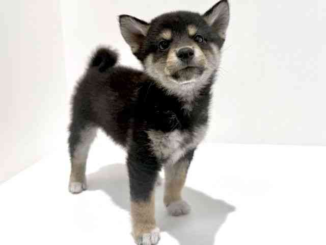 大阪府の柴犬(標準サイズ) (ひごペットフレンドリーイオン高槻店/2025年10月19日生まれ/男の子/黒)の子犬の2枚目の画像