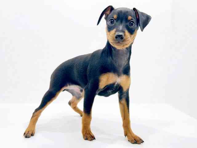 広島県のミニチュアピンシャー (ひごペットフレンドリーフジグラン神辺店/2025年10月21日生まれ/男の子/ブラックタン)の子犬の2枚目の画像