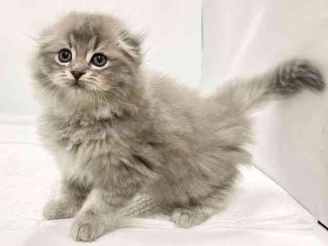 高知県のスコティッシュフォールド (ひごペットフレンドリーイオンモール高知店/2025年10月20日生まれ/男の子/ブルータビーホワイト)の子猫の2枚目の画像