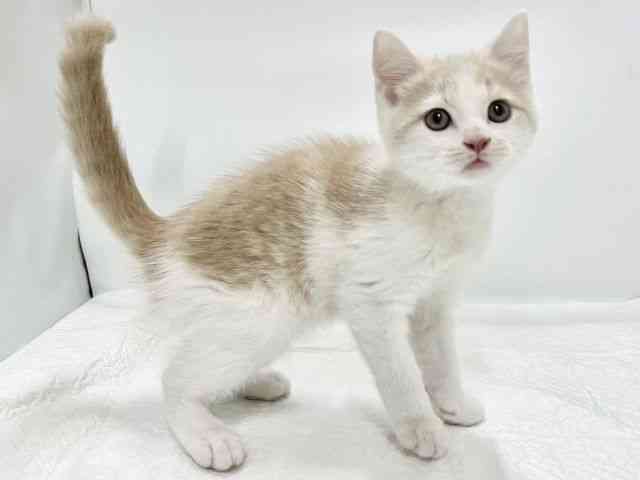 高知県のマンチカン (ひごペットフレンドリーイオンモール高知店/2025年10月18日生まれ/男の子/クリームホワイト)の子猫の2枚目の画像