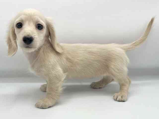 大阪府のミニチュアダックスフンド(ロング) (ひごペットフレンドリーららぽーとEXPOCITY店/2025年10月22日生まれ/女の子/イエロー)の子犬の2枚目の画像