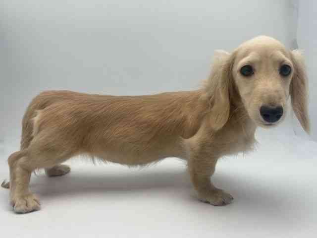 島根県のミニチュアダックスフンド(ロング) (ひごペットフレンドリーイオンモール出雲店/2025年10月22日生まれ/女の子/イエロー)の子犬の2枚目の画像