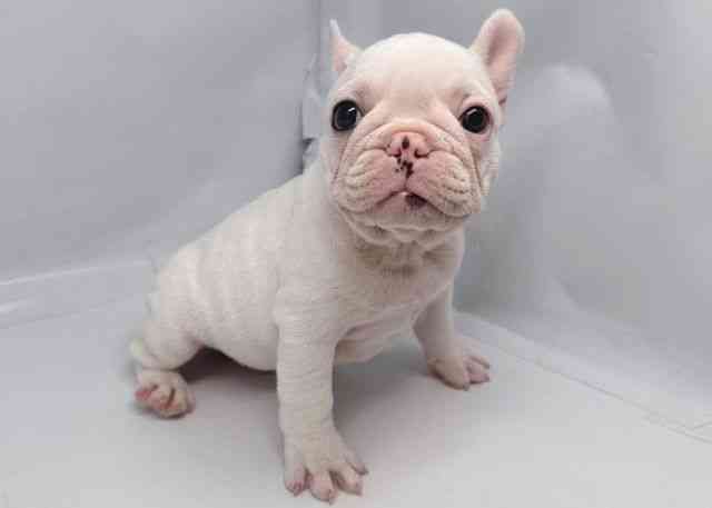 鳥取県のフレンチブルドッグ (ひごペットフレンドリーイオンモール鳥取北店/2025年10月17日生まれ/男の子/クリーム)の子犬の2枚目の画像