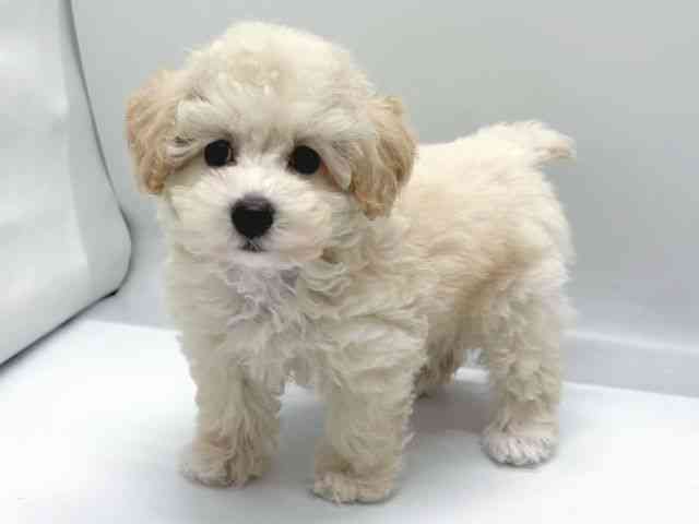 京都府のトイプードル(トイ) (ひごペットフレンドリー京都店/2025年10月20日生まれ/女の子/ホワイト)の子犬の2枚目の画像