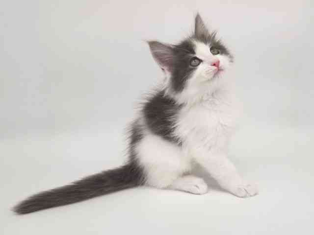 大阪府のメインクーン (ひごペットフレンドリー泉ヶ丘店/2025年10月22日生まれ/男の子/ブルーホワイト)の子猫の2枚目の画像