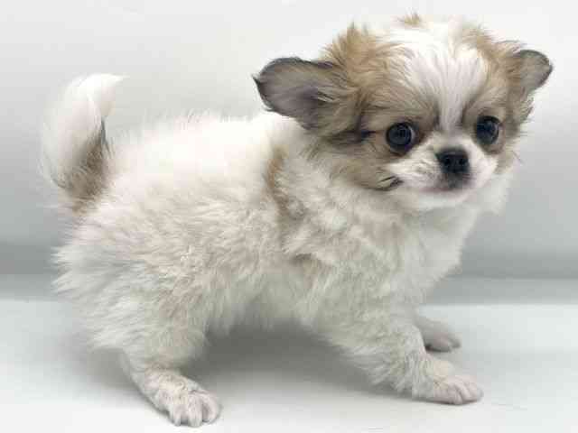 大阪府のチワワ(ロング) (ひごペットフレンドリーららぽーとEXPOCITY店/2025年10月20日生まれ/男の子/パーティーカラー)の子犬の2枚目の画像