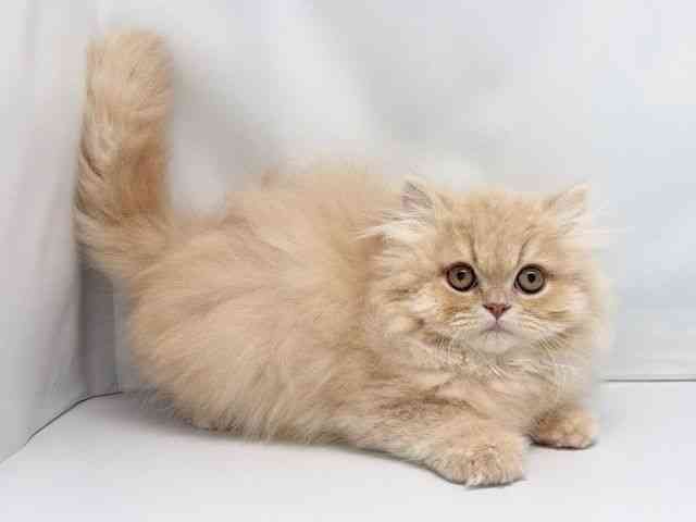 京都府のエキゾチック (ひごペットフレンドリー洛北阪急スクエア店/2025年10月20日生まれ/男の子/クリームタビー)の子猫の2枚目の画像