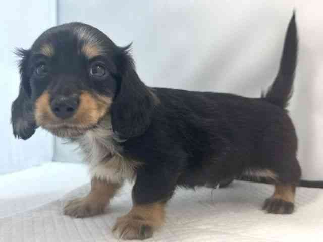 大阪府のミニチュアダックスフンド(ロング) (ひごペットフレンドリー堺プラットプラット店/2025年10月22日生まれ/男の子/シルバーダップル)の子犬の2枚目の画像