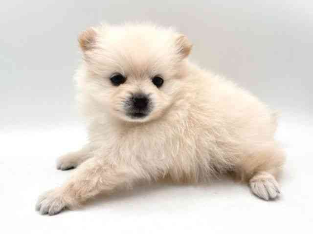 奈良県のポメラニアン (ひごペットフレンドリー田原本店/2025年10月22日生まれ/男の子/クリーム)の子犬の2枚目の画像