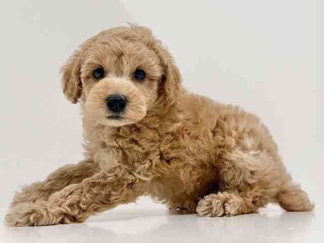 奈良県のトイプードル(トイ) (ひごペットフレンドリーイオンモール橿原ウエスト・ビレッジ店/2025年10月22日生まれ/男の子/アプリコット)の子犬の2枚目の画像