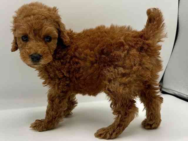 愛知県のトイプードル(トイ) (ひごペットフレンドリープライムツリー赤池店/2025年10月22日生まれ/女の子/レッド)の子犬の2枚目の画像