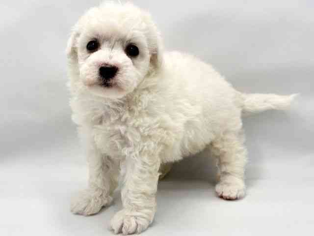 大阪府のビションフリーゼ (ひごペットフレンドリー東淀川店/2025年10月22日生まれ/男の子/ホワイト)の子犬の2枚目の画像