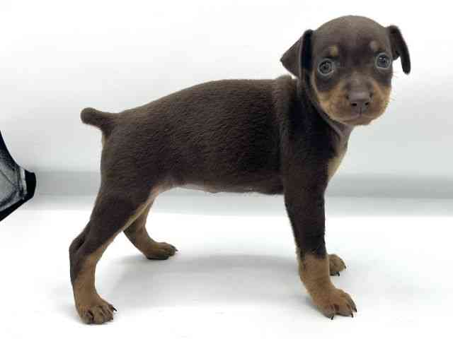 大阪府のミニチュアピンシャー (ひごペットフレンドリーららぽーとEXPOCITY店/2025年10月22日生まれ/女の子/チョコレートタン)の子犬の2枚目の画像