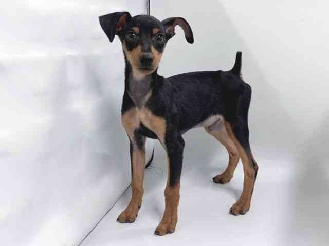 京都府のミニチュアピンシャー (ひごペットフレンドリー京都店/2025年10月22日生まれ/男の子/ブラックタン)の子犬の2枚目の画像