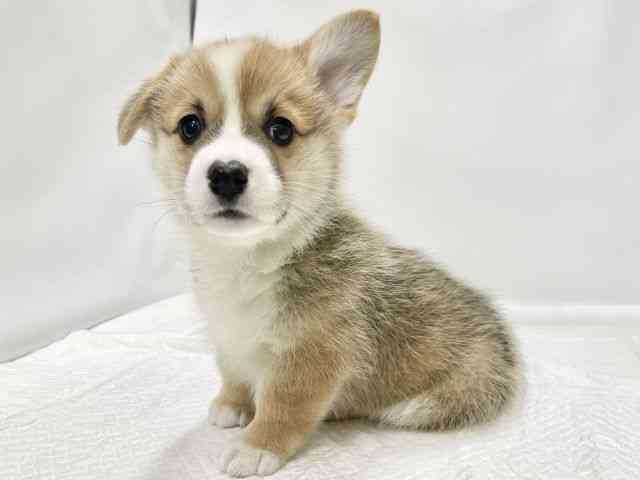高知県のウェルシュコーギーペンブローク (ひごペットフレンドリーイオンモール高知店/2025年10月22日生まれ/男の子/セーブルホワイト)の子犬の2枚目の画像