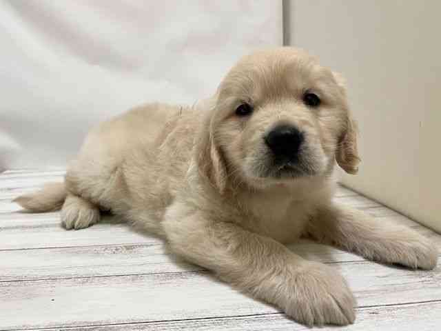 和歌山県のゴールデンレトリバー (ひごペットフレンドリーパームシティ和歌山店/2025年10月22日生まれ/男の子/クリーム)の子犬の2枚目の画像