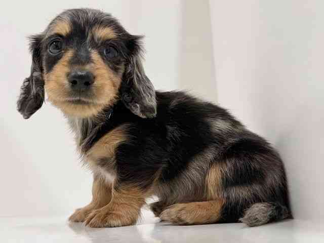 奈良県のミニチュアダックスフンド(ロング) (ひごペットフレンドリーイオンモール橿原ウエスト・ビレッジ店/2025年10月22日生まれ/男の子/シルバーダップル)の子犬の2枚目の画像