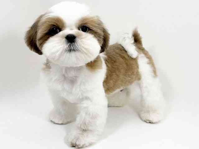 京都府のシーズー (ひごペットフレンドリーイズミヤショッピングセンター八幡店/2025年10月21日生まれ/男の子/ゴールドホワイト)の子犬の2枚目の画像