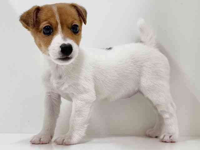 奈良県のジャックラッセルテリア (ひごペットフレンドリーイオンモール橿原ウエスト・ビレッジ店/2025年10月22日生まれ/女の子/タンホワイト)の子犬の2枚目の画像