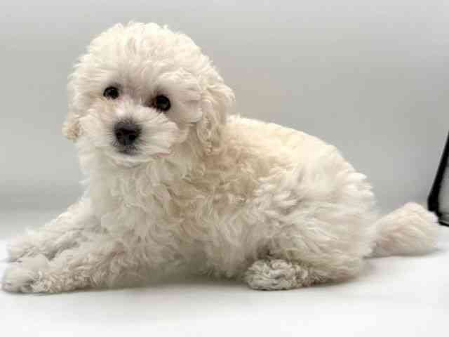 愛知県のトイプードル(トイ) (ひごペットフレンドリープライムツリー赤池店/2025年10月22日生まれ/女の子/ホワイト)の子犬の2枚目の画像