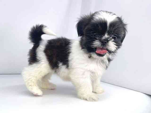 兵庫県のシーズー (ひごペットフレンドリーイオンタウン加古川店/2025年10月21日生まれ/女の子/ホワイトゴールド)の子犬の2枚目の画像