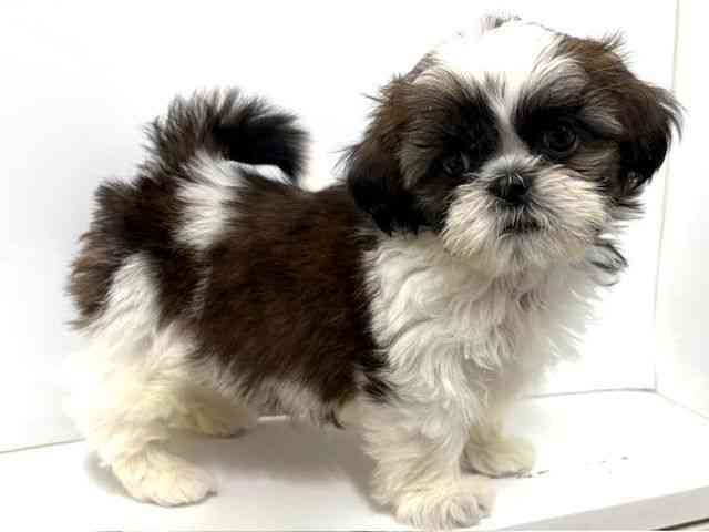 大阪府のシーズー (ひごペットフレンドリーベルファⅡ都島店/2025年10月21日生まれ/女の子/ホワイトゴールド)の子犬の2枚目の画像