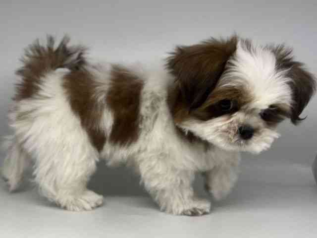 徳島県のシーズー (ひごペットフレンドリーゆめタウン徳島店/2025年10月21日生まれ/男の子/ゴールドホワイト)の子犬の2枚目の画像