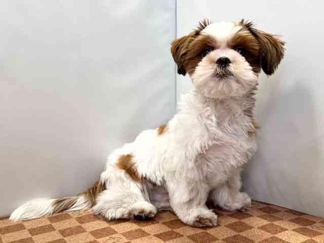 愛媛県のシーズー (ひごペットフレンドリーエミフルMASAKI店/2025年10月21日生まれ/男の子/ゴールドホワイト)の子犬の2枚目の画像