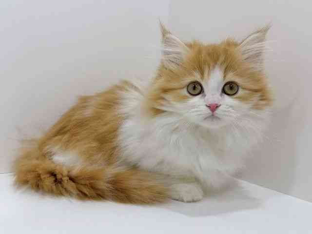 広島県のミヌエット (ひごペットフレンドリーフジグラン神辺店/2025年10月18日生まれ/男の子/レッドタビーホワイト)の子猫の2枚目の画像