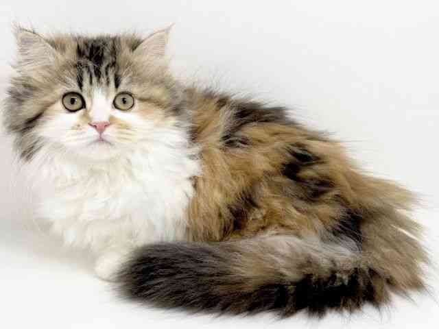 京都府のミヌエット (ひごペットフレンドリーイズミヤショッピングセンター八幡店/2025年10月18日生まれ/女の子/ブラウンパッチドタビーホワイト)の子猫の2枚目の画像