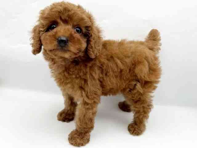 奈良県のトイプードル(トイ) (ひごペットフレンドリートナリエ大和高田店/2025年9月23日生まれ/女の子/レッドフォーン)の子犬の2枚目の画像