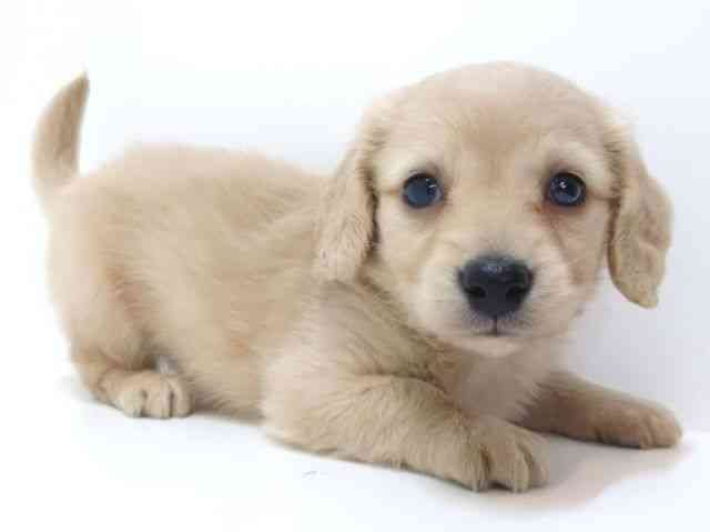 大阪府のミニチュアダックスフンド(ロング) (ひごペットフレンドリーいこらもーる泉佐野店/2025年10月25日生まれ/男の子/イエロー)の子犬の2枚目の画像