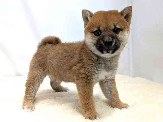 広島県の柴犬(標準サイズ) (ひごペットフレンドリーゆめタウン廿日市店/2025年10月24日生まれ/男の子/赤)の子犬の2枚目の画像