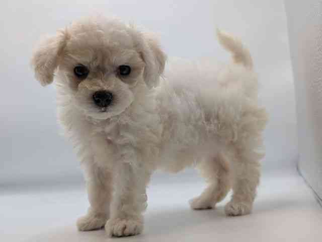 香川県のビションフリーゼ (ひごペットフレンドリーゆめタウン高松店/2025年10月24日生まれ/女の子/ホワイト)の子犬の2枚目の画像