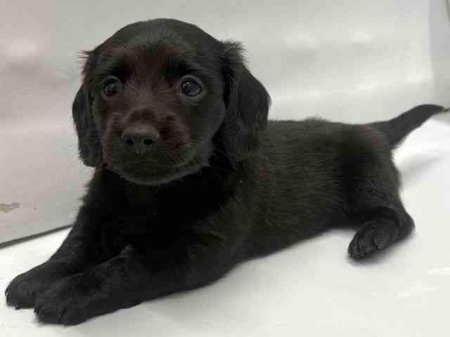 京都府のミニチュアダックスフンド(ロング) (ひごペットフレンドリー京都店/2025年10月26日生まれ/男の子/ブラック)の子犬の2枚目の画像