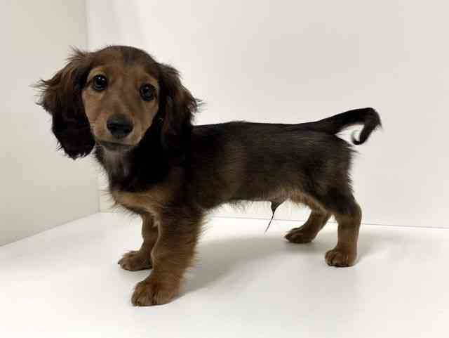 愛知県のミニチュアダックスフンド(ロング) (ひごペットフレンドリーイトーヨーカドー知多店/2025年10月26日生まれ/男の子/レッド)の子犬の2枚目の画像