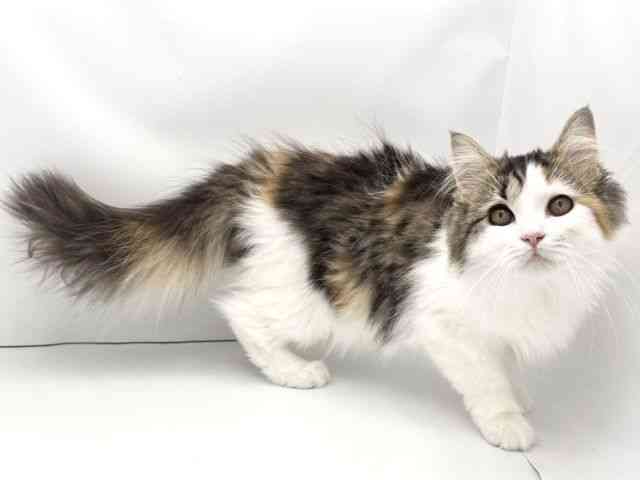 兵庫県のサイベリアン (ひごペットフレンドリークラウンパーク伊丹店/2025年10月25日生まれ/女の子/キャリコ)の子猫の2枚目の画像